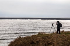 Birdwatcher, Tynemouth