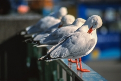 Line of seagulls