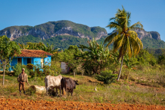 Traditional farming