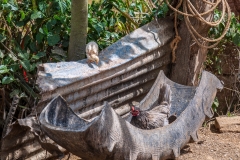 Viñales chickens