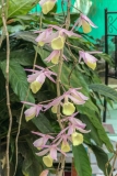 Orchid