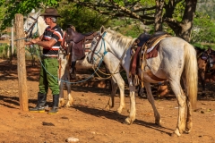 Viñales horses