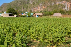 Viñales Valley