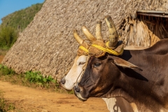 Traditional farming
