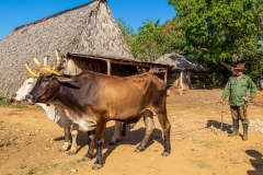 Traditional farming