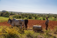 Traditional farming
