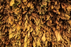 Drying tobacco
