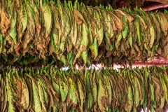 Drying tobacco