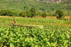 Harvesting the tobacco