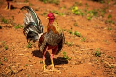 Fighting cockerel