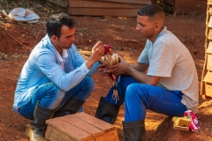 Fighting cockerel