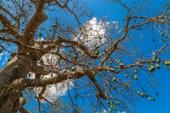 Holy Tree