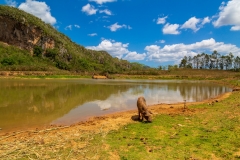 Viñales pigs