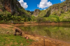 Viñales pigs