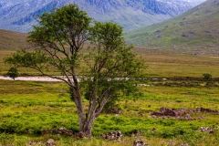 Strath na Sealga