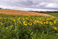 Sunshine on a cloudy day