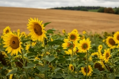 Sunshine on a cloudy day