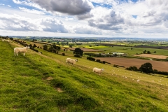 Sheep crossing Corton Ridge