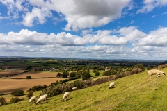 Corton Ridge sheep