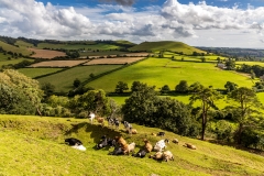 Cadbury Castle cows
