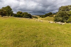 Sheep near Tollard Royal