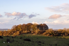Copse of trees on Buxbury Hill