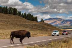 Bison Jam