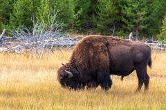 Bison