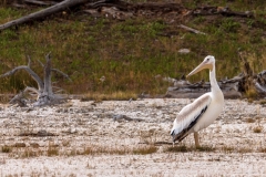 Stork