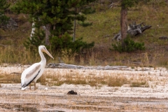 Stork