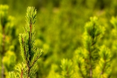 Pine regrowth