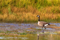 Madison River Goose