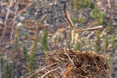Osprey