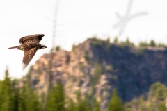 Osprey