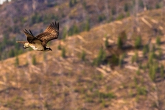 Osprey