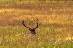 Bull elk