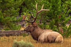 Bull elk