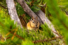 Riddle Lake Chipmunk