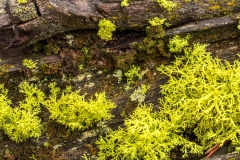 Mosses and Lichens