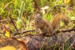 Squirrel