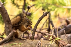 Squirrel