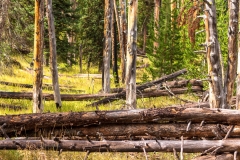 Fire damaged forest