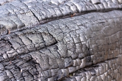 Burnt tree