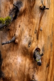Fire damaged tree