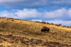 Hayden Valley Bison