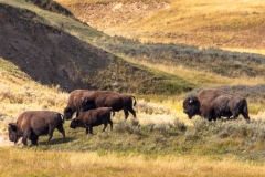 Hayden Valley Bison