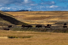 Hayden Valley Bison