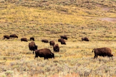 Hayden Valley Bison