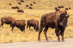 Bison Jam