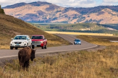 Bison Jam